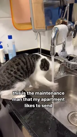 He’s testing the water pressure 😭 #cat #catsoftiktok #cute #funny #comedy #hoest 