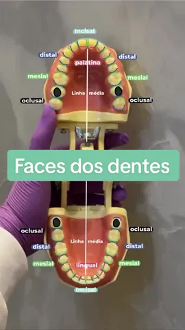 No final tem um esqueminha pra você tirar print 😉📸 Gostou de aprender sobre as faces dos dentes? Me conta aqui nos comentários 🦷 #odonto #odontoporamor #odontolove #odontolovers #facedente #facedosdentes #odontograma #dentistica #oraismanequins #manequimdentistica #dentisticalovers #dentisticalove