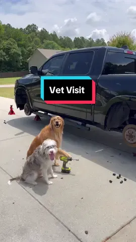 The dogs destroyed my truck! #dog #goldenretriever #dogsoftiktok 