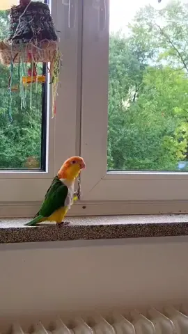Chân dung một chú chim đam mê Catwalk ♥️ #bird #vẹt #PetsOfTikTok #petvotri #catwalk #đammê #fyp 
