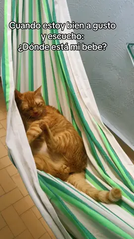 😹 #fly #mascotas #bettylafeaaa #esahorriblevozyolaconozco #gatosdetiktok #mascotas #viral #gatonaranja #paratii #foryou 