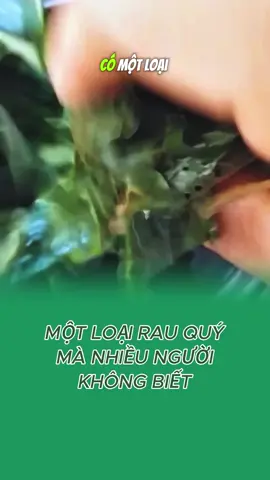 rau quý mà nhiều người không biết  #suckhoe #suckhoe247 #caythuoc #baithuocdangian #xuhuong 
