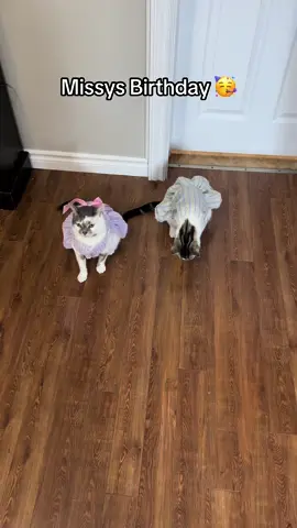 R.I.P mac miller 🕊️ #cats #catsontiktok #cattok #fypage 