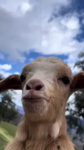 #goat #mygoat #goatbaby #goatlove🤤😋🐐🥰 
