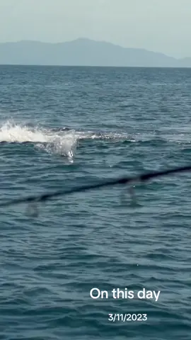 #onthisday #fy #fypシ #viral #fypシ゚viral #fish #fishing #topwaterfishing #explore #اكبسلور 