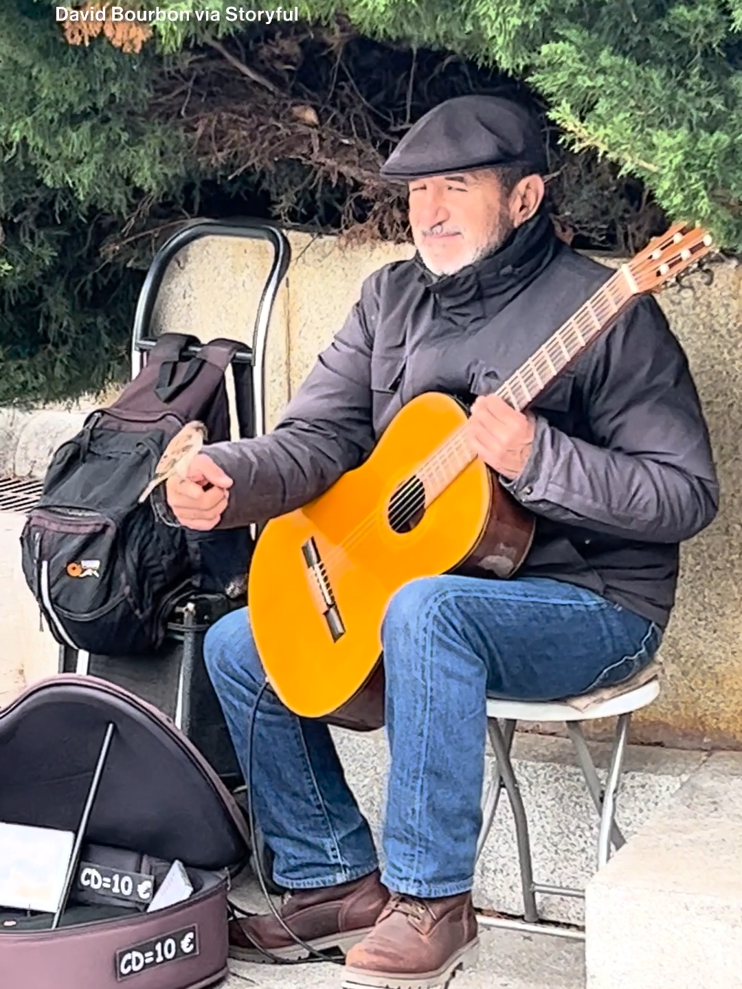 For the birds: A street performer draws a crowd of sparrows as he strums his guitar in Madrid, with one feathered audience member landing on his hand.