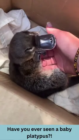 Baby playtapus! #playtapus #animallove #lol #animals #funnypets #pet #nature #cute #funnyanimals #adorable #pets #animal #cutepetclub #fyp #PetsOfTikTok #adorableanimals #familyfriendly #socute #animalvideosforkids #kidfriendly #foryoupage #cuteanimals #cutepet #funnymemes #animalmemes #amusinganimals #trending #viral #kidfriendlycontent #animaltok 