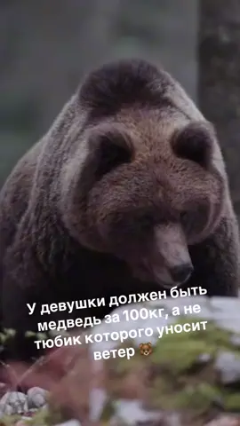 #медведь #природа 