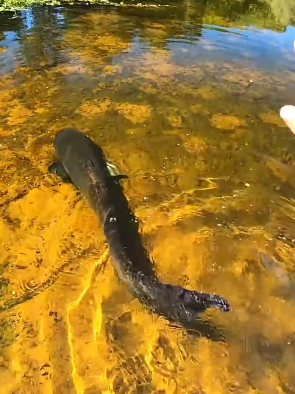 Silure à vue dans une eau crystal #silure #fish #peche #fishing #bigfish