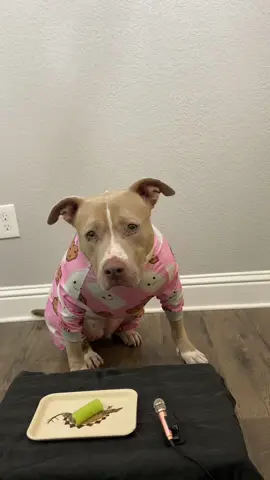 No regrets #dogs #dogsoftiktok #pitbull 