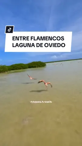 Explorando la Laguna de Oviedo: Un Vuelo entre Flamencos