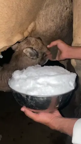 مـبارك عـلـيـكـم رمـضـان#عطايا_الله🐪 #الابل_عطايا_الله 