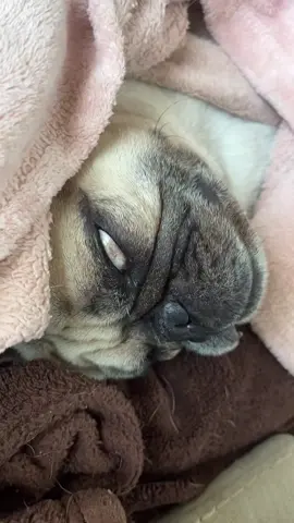 Please caption this 😭😆😆 #foryou #fyp #viralpets #pugsoftiktok #funnydogs #PetsOfTikTok #socute #obsessed #grumble #mybabies #funny #creepy #fy 