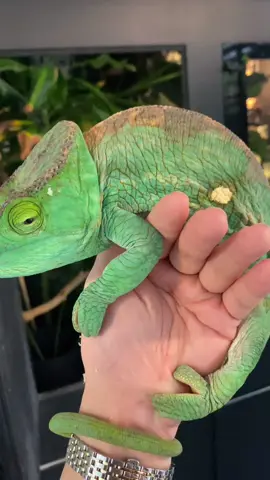 The Parson’s chameleon (Calumma parsonii) is one of the largest species of chameleon in the world. Their natural habitats are the mountane rainforests and humid areas of Northern Madagascar. 💦  They hunt by sight, and have eyes which can move independently of one another. Living in the tree tops, they require exceptional grip to prevent themselves from falling, and you can really see how powerful their grip is from the scratches she left on my hand. She’s not being mean - this is just her natural grip. 💪🏻  Thank you to Fram’s Chams for an incredible tour and experience of their facility. I’ve *never* seen such a clean and well-attended private collection of reptiles!  #chameleon #chameleons 