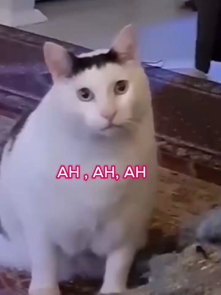 GATO AH AH. Día 1.#meme #memestiktok #Gato divertido #cathuh