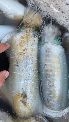 Mực Lá sống ở đảo Cù Lao Xanh #culaoxanh #cangcaquynhon #culaoxanhtravel #reviewquynhon #dulichquynhon #hado #haisan #xuhuongtiktok #thịnhhanh #haisanquynhon #haisanhado #muc #culaoxanhquynhon #quynhonfood 