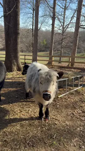 breakfast :,) i love them so much