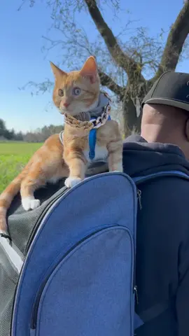 Them little dogs are something else! #seventheorangecat #catonaleash #orangekitten #pupcup #catadventures  VOICE OVER DAD: @Zeus 