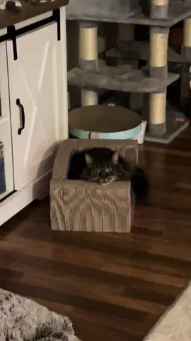 I love them all so much! #drtom #veterinarian #veterinariansoftiktok #patienceformypatients #fyp #dog #dogsoftheday #dogsoftiktok #puppy #vetmedlife #vetmed 