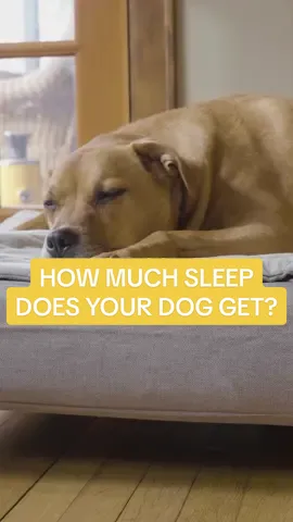 Did you know that most dogs and puppies don't get enough sleep? 😓 It's one of the biggest problems modern dogs face. Lack of sleep can lead to behavioral issues like reactivity, accidents, and separation anxiety.  😴 Dogs should be resting 16 to 18 hours a day, while young puppies need up to 20 hours of sleep.   🛏️ To encourage rest, provide comfortable beds throughout your home.  🎶If you leave your dog home alone, create a darkened space and play soothing music for a relaxing environment.  🏠When you depart and return home, do so calmly to avoid reinforcing separation anxiety or hyper arousal.   Remember, a rested dog is happy, healthy, and well-behaved! 😊 —— #dogtrainer #DogTraining #dogtrainingtips #puppytraining  #puppytrainingtips 