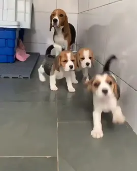 Cute Beagle Puppies For Adoption