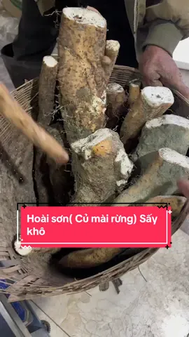 Quá trình chế biến  Hoài Sơn ( Củ mài rừng) Sấy Khô #Đặsảnvùngcao 