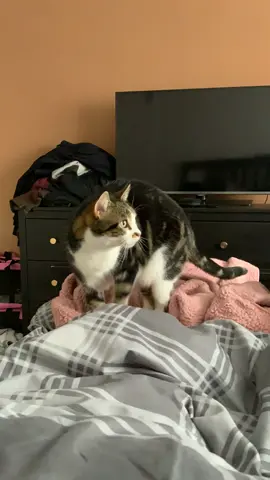 Cathoven #funnycats #catkneading 