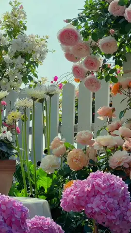 #foryou #fyp #tiktok #flowers #garden 