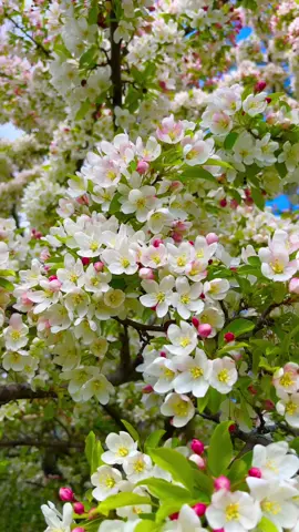 Phoolon ki khushboo har kona mein mehsoos hoti hai, inki rangin pattiyon mein chhupi hui khubsurti dil ko choo jati hai. #Phool #Khushboo #RanginPattiyonKiJhalak #GulabKiBaatien #flowers #bahar #nature #jannat #beauty #haseen #khoobsurat #beautiful #naturevibes 