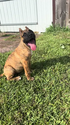 #presacanario #puppy #cachorros 
