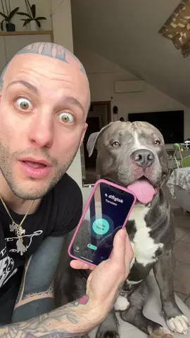 Fig*ata questa app 🤩🤪😅  #dogtok #dogtranslator 