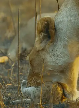 Part 64#fyp #lion #animalworld #foryoupage 