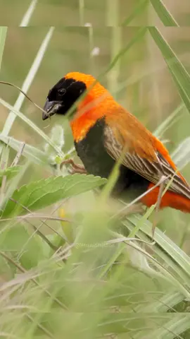 Bright Orange Bird Eating Seeds Wincent bDzHS #bird  #wildlife  #nature  #bird  #birds  #nature  #bird  #wildlife  #naturephotography  #photography  #wildlifephotography
