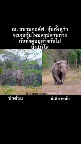 #เพจปาปูวคนชอบเขา #ช่องยูทูปปาปูวคนชอบเขา #พี่เดี่ยวหลับ #พี่ด้วนสปก #พี่ด้วนวนาลี #ช้างป่าเขาใหญ่ #ช้างป่า #อุทยานแห่งชาติเขาใหญ่ 