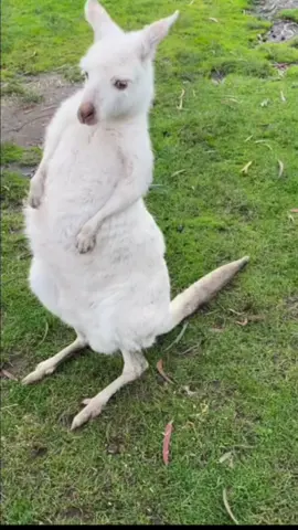 Have you ever seen a white Kangaroo before ? #australia #kangaroo #wildlife #zoo #rare #animalfeeding 