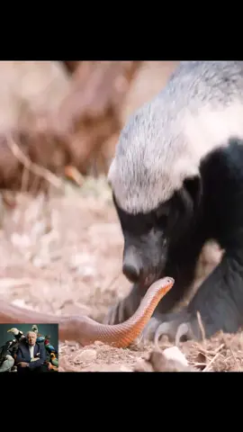 #tiktok #animalworld #honeybadger #snake 
