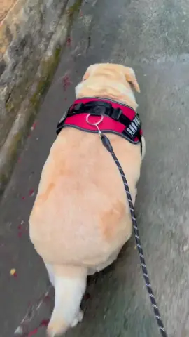 #labrador #labradorretriever #funny #puppy #obesity 