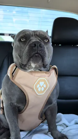 A Minha Viagem para São Paulo - Fiz Inseminação 🧬