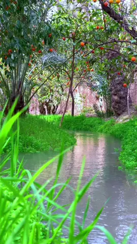 #بساتين_ديالى🍊🍊 #سمير_صبيح #ديالى1 #بستان #رمضان #اجواء_الشتاء #رمضان_يجمعنا #رمضان_كريم #الهويدر_خرنابات_بهرز_عبارة_بعقوبة #الهويدر #ديالى_بعقوبه #بعقوبه 