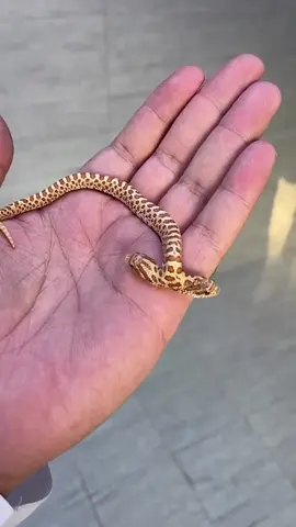 #Two -headed little snake#งูน้อยสองหัว 