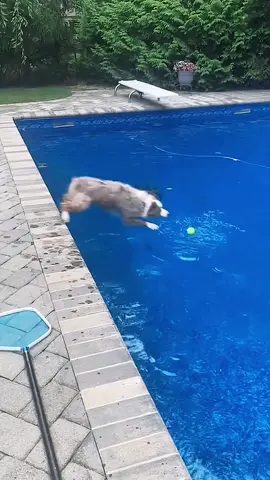 funny dogs Comp 🤣🐶 episode 181 #funny #pet #animals #funnyanimals #fyp #foryou #dog #dogsoftiktok #funnyvideos #🤣🤣🤣 #funnydog #doglovers 