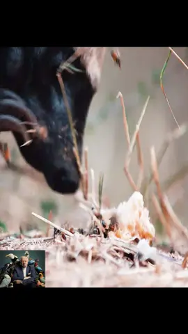 #tiktok #animalworld #honeybadger #foryou 