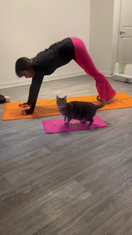 the best yoga partner 🐱🧘🏽‍♀️ (mat is in my am@zon page) #bibbleandnori #yoga #peaceful #wholesome #fyp #cutecats #catmom #catbestfriend 