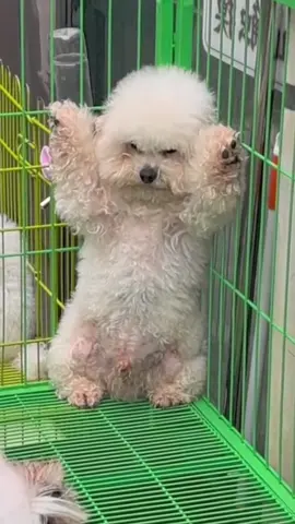 #bunquystoc #puppy #pet #cunyeu #cute #poodle #dog #thucung 