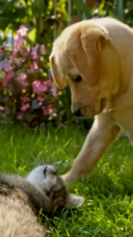 Big Cat Playing With A Puppy #nature #fypシ #fyp #dog #cat #relax #asmr #asmrvideo 
