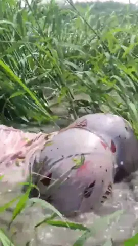 Beautiful Girl cute catching fish #beautiful #girls #camping #survival #fyp #Outdoors #bushcraft #fishing