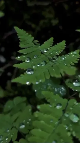 #Ramadan #kokoanak #kokoanaksetelan #ramadankareem #instrumental #foryuo 