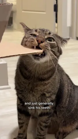 make sure to grab WHIMZEES dental treats for cats from @Wellness Pet Food on @Amazon!! 🐾😺 #catsoftiktok #WellnessWHIMZEES #ad 