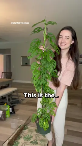 First clip is from April 2021 and second clip is today 🌿 My monstera adansonii has been through 3 chops in half and each time I replanted the top section and allowed it to keep climbing. I have such mature leaves right now 🥹 I underfed and underwatered it after the last chop so it lost some leaves on the bottom but it has since recovered and is pushing out new growth pretty steadily now 💪🏼 I’m excited to see it climb more this growing season! ☺️ #monsteraadansonii #monstera #mosspole #bigleaves #plantgrowth #houseplantlove #mosspoles #adansoni #houseplants #plants #plantsoftiktok #plantlover 