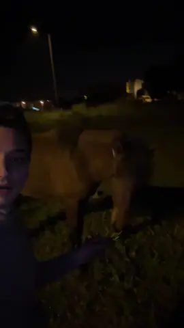 Ein pferd von der straße #thomashinz 